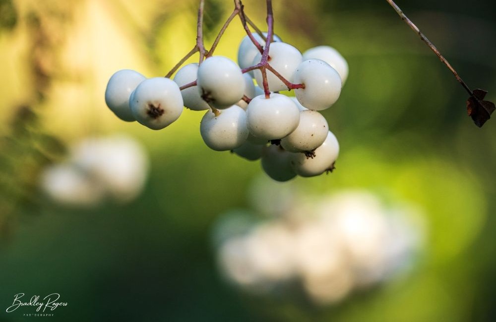 Sorbus berries