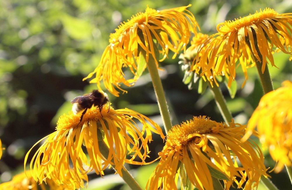 Telekia speciosa (Heartleaf Oxeye)