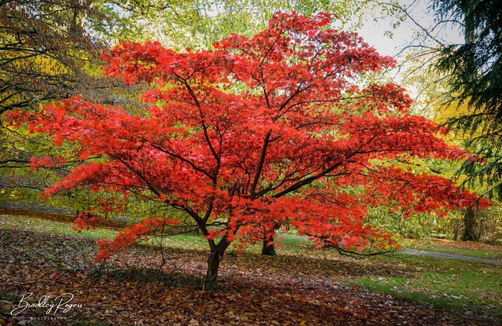 Autumn at Batsford Arboretum