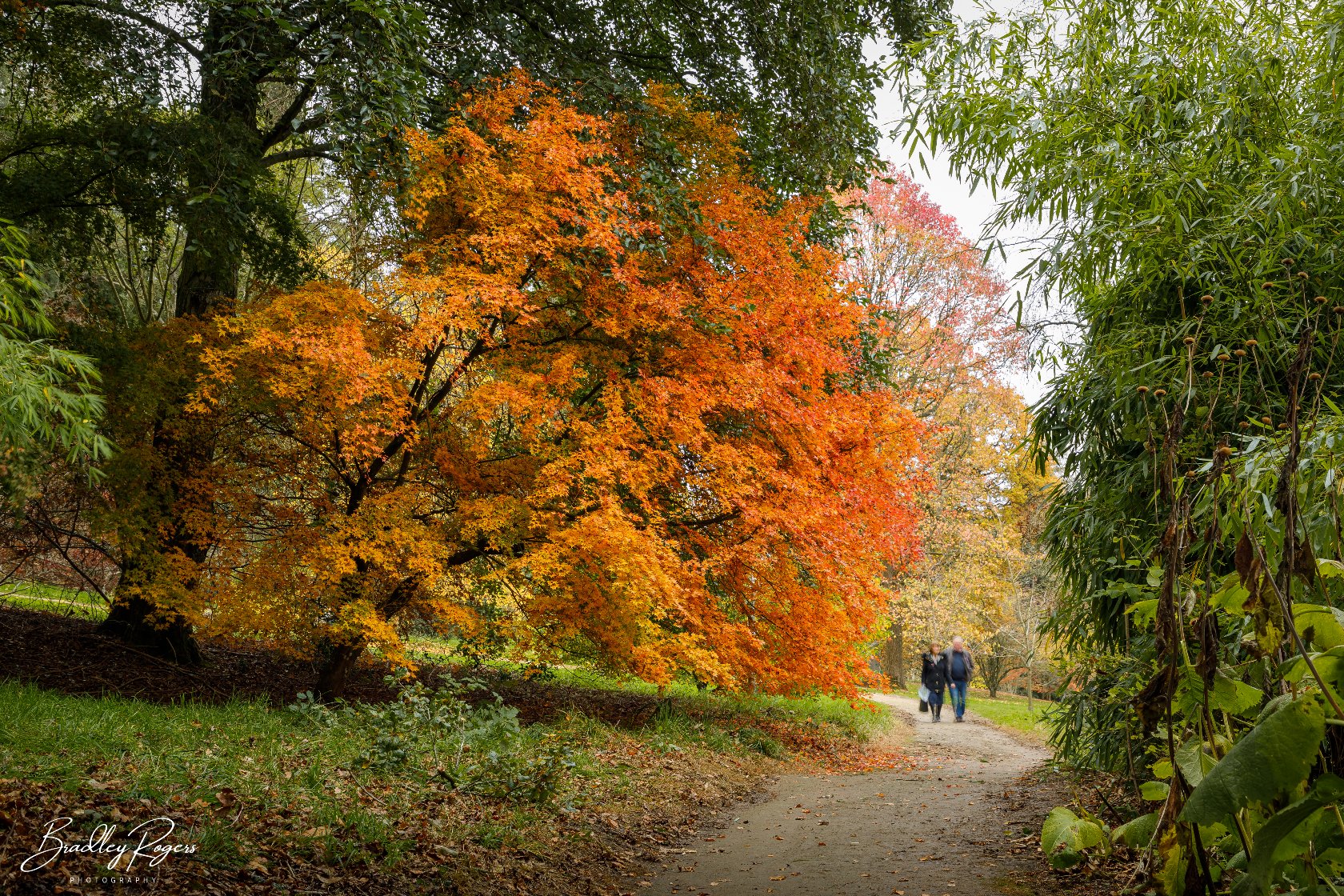 Batsford Arboretum in autumn