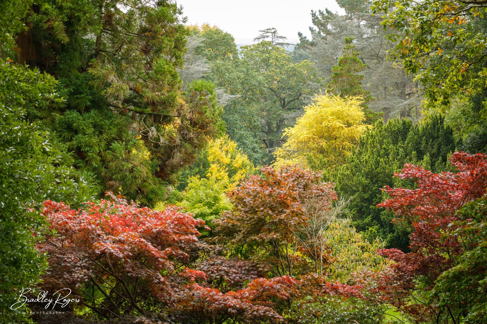 Batsford Arboretum in autumn