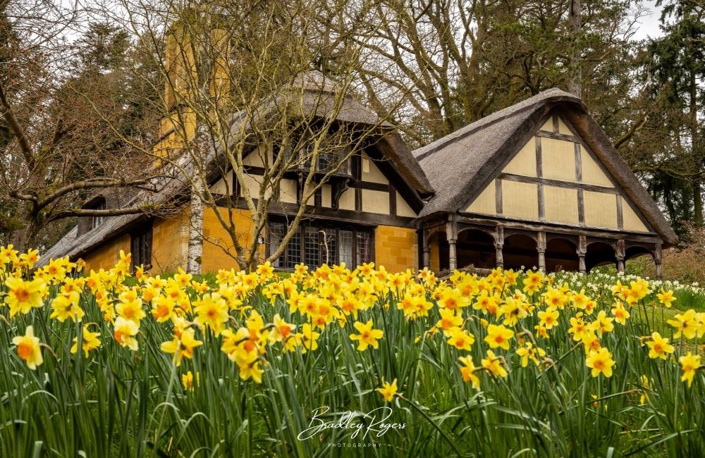 Daffodils in front of the thatched cottage at Batsford Arboretum