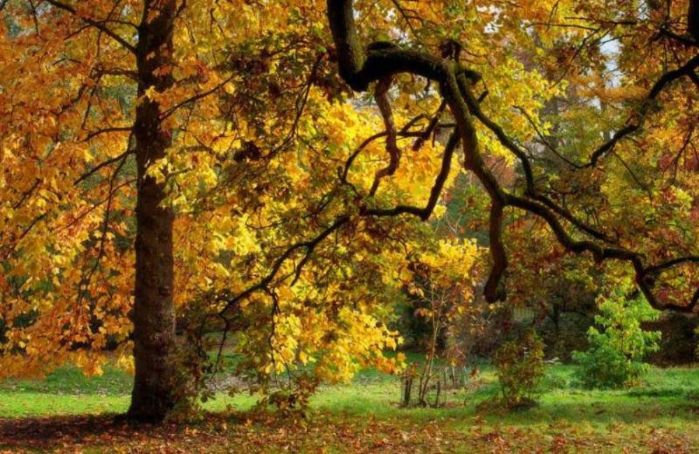 Autumn photography workshops at Batsford Arboretum