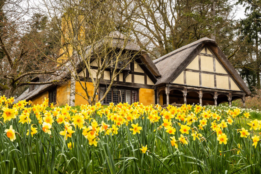 Batsford Arboretum daffodils and thatched cottage in Spring