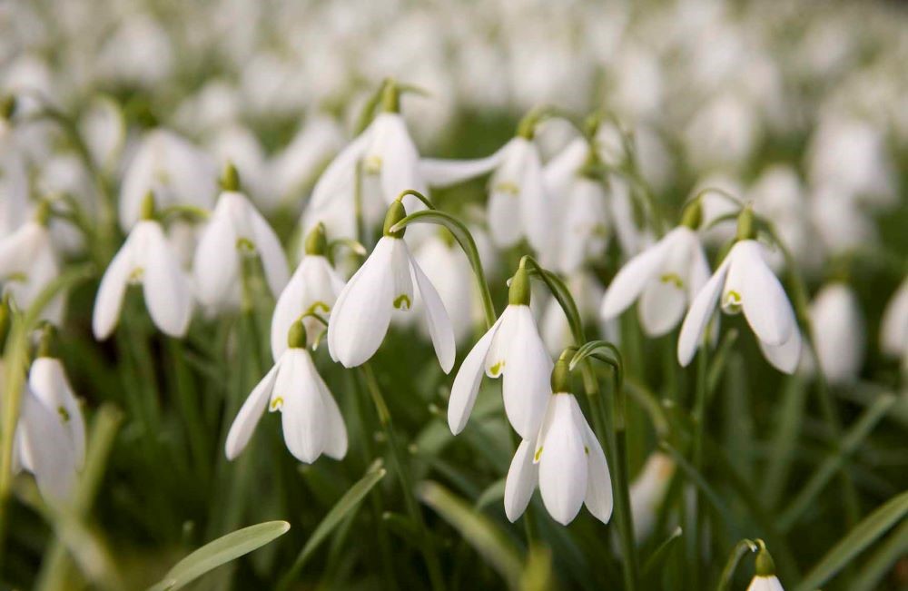 Snowdrops at Batsford Arboretum