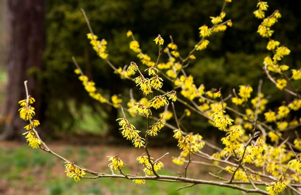 Witchazel at Batsford Arboretum