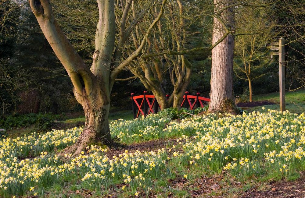 batsford bridge with daffodils