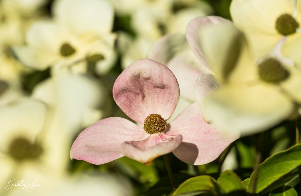 Cornus kousa 'Norman Hadden' at Batsford Arboretum