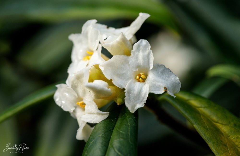 Daphne bholua Alba