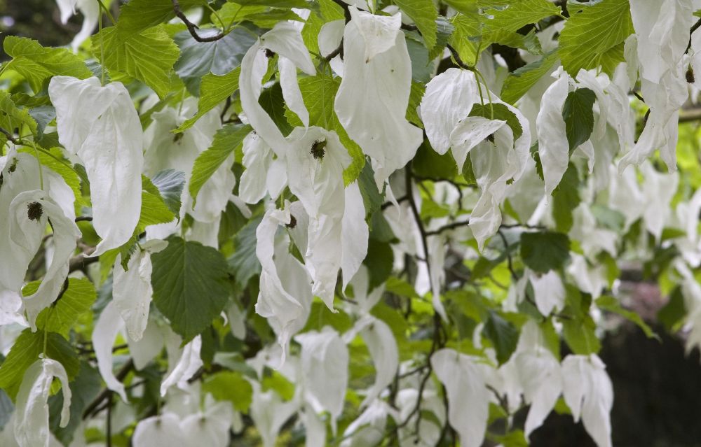 Pocket Handkerchief Tree (Davidia involucrata) at Batsford Arboretum