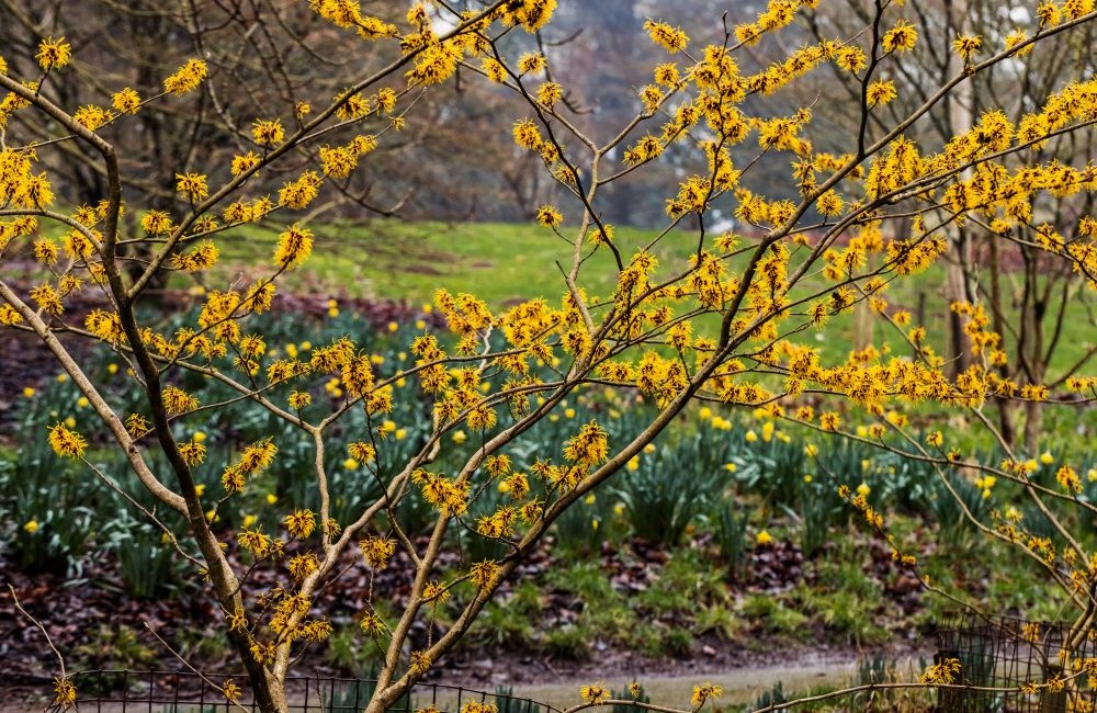 witch hazel at Batsford Arboretum