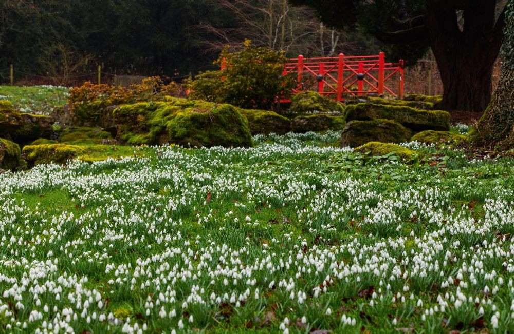 Snowdrops at Batsford Arboretum