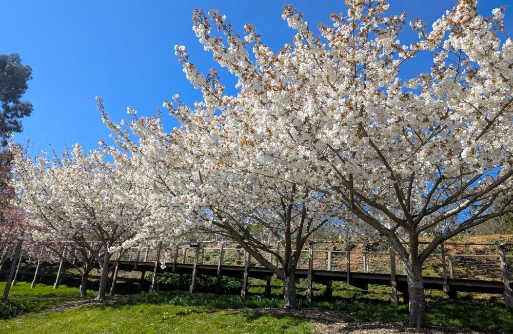 Prunus ‘Tai-haku’ – the Great White Cherry