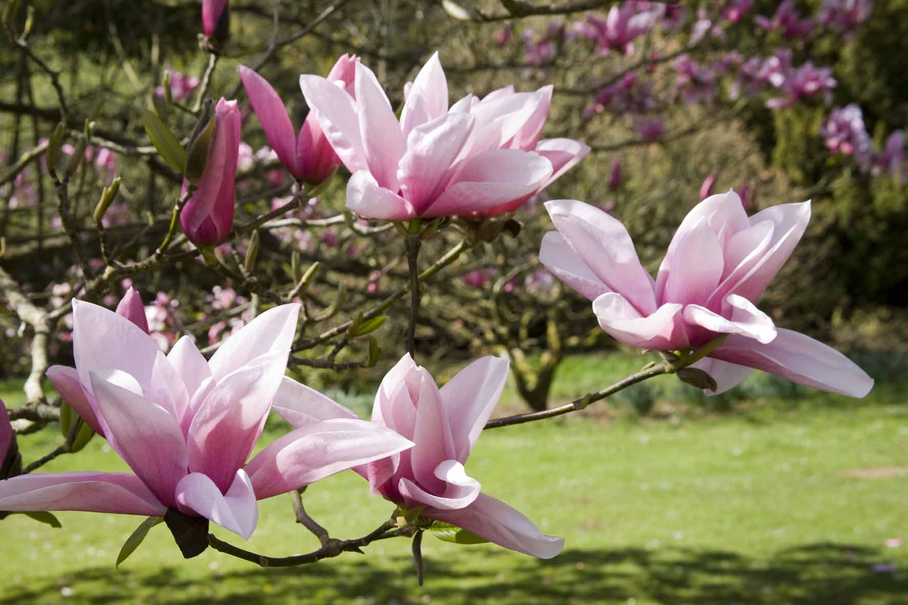 Magnolia at Batsford Arboretum