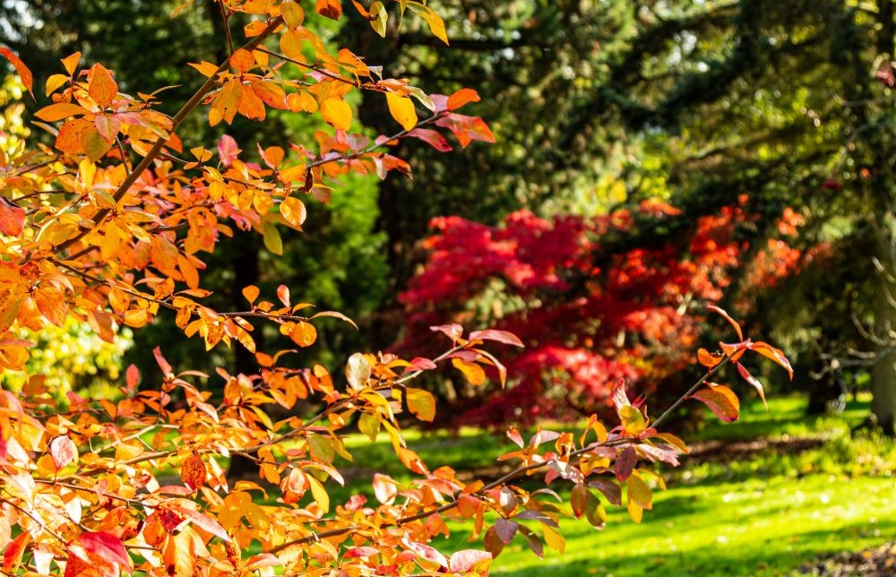 October in the garden