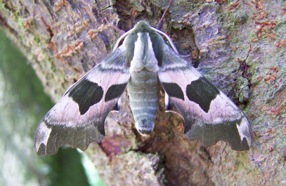 Moth Night at Batsford Arboretum