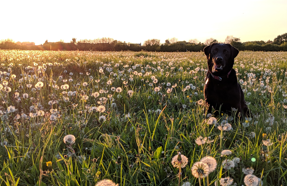 Pet loss & aftercare workshop