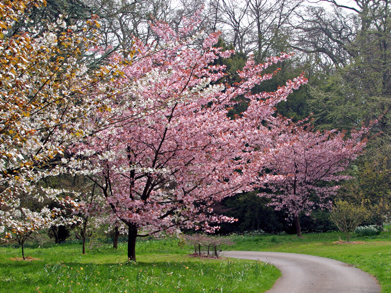 Trees & Plants at Batsford Arboretum