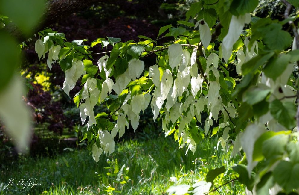 Pocket Handkerchief Tree (Davidia involucrata)