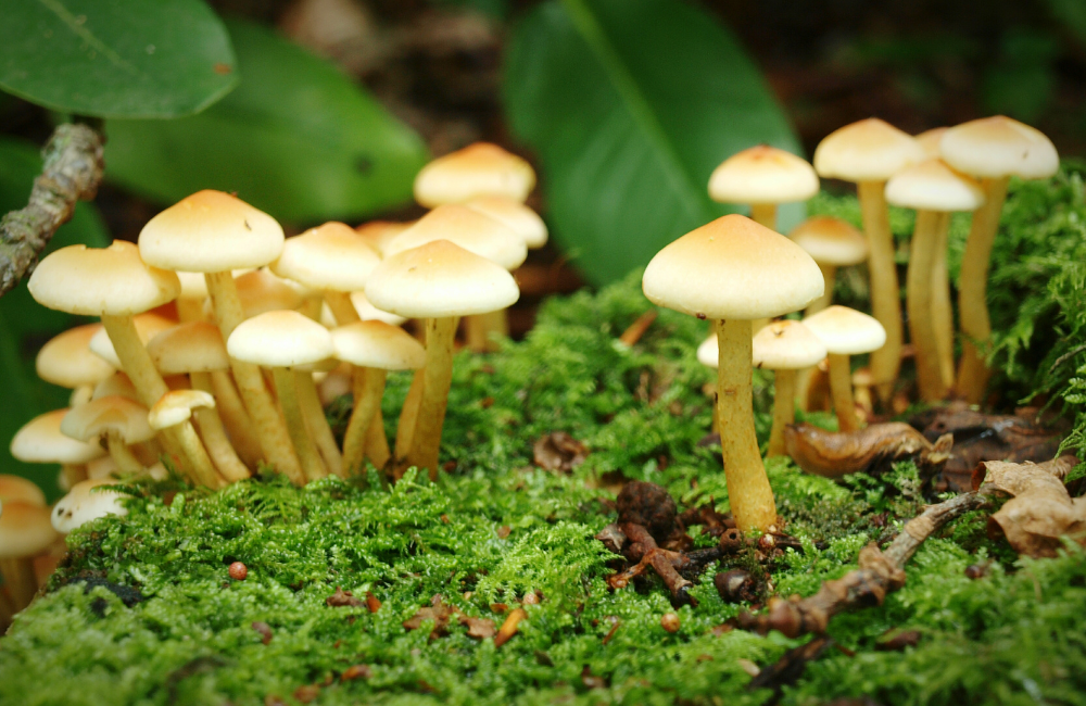 Fungus Foray at Batsford Arboretum