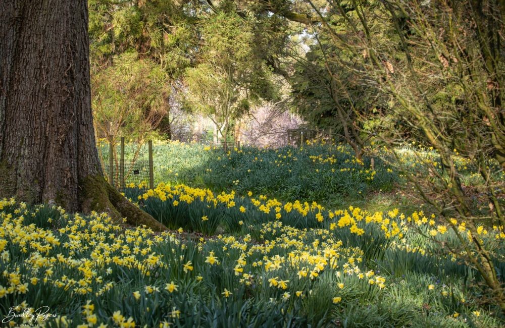 Daffodils at Batsford Arboretum