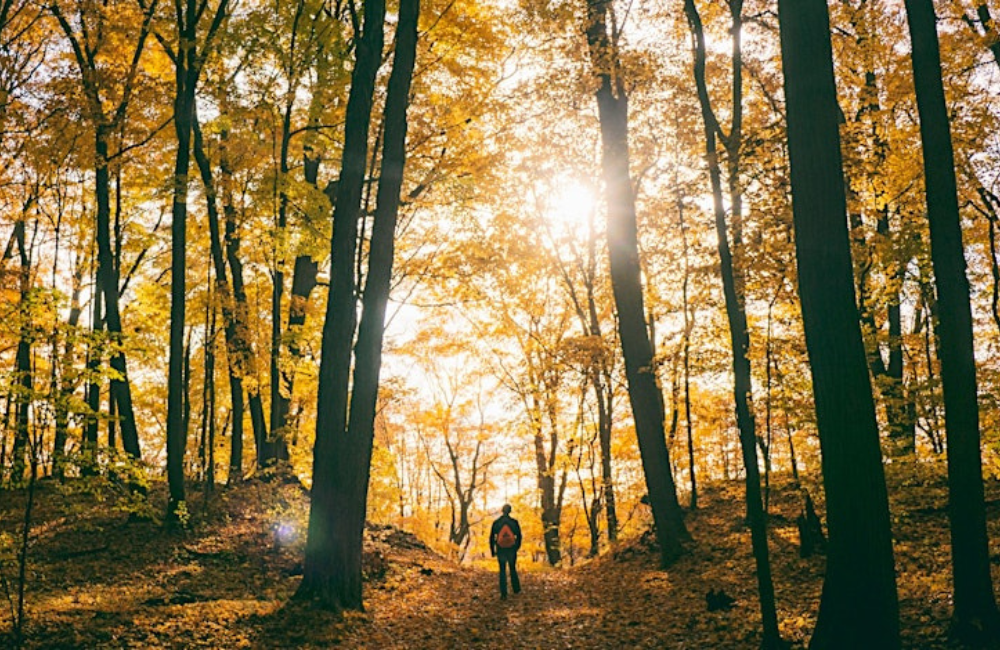 Reconnect with nature with this mindful walking experience at Batsford.